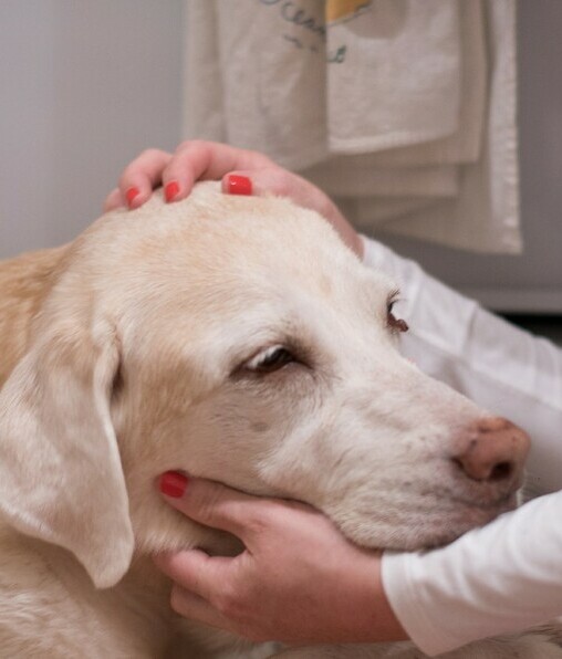 El cáncer es una de las enfermedades que afecta a la mitad de los perros mayores de diez años (Foto: Getty Images).