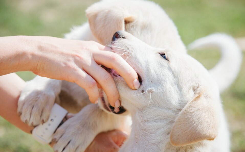 El virus de la rabia se transmite generalmente a través de una mordedura, pero también puede ser por un rasguño (Foto: Shutterstock).