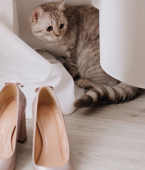 No te olvides de dedicar al menos 30 minutos del día a jugar con tu gatito. Foto: Archivo