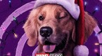 Lucky, el perro pizza. Foto: Especial