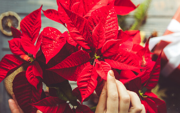 La flor de nochebuena posee propiedades que alivian problemas de la piel (Foto: Shutterstock).