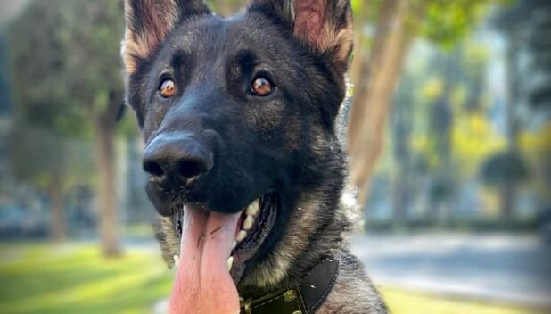 Ejército Mexicano pone en adopción a los perritos jubilados. (Foto: Instagram).