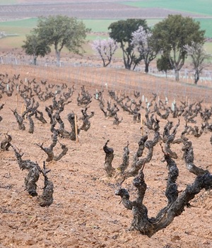 Viñedo de cepas antiguas en La Horra, Burgos, España. (Paulo Correa)
