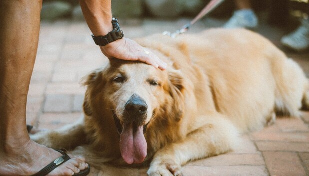 Señales de Síndrome de Down en Perros. (Foto: Pexels).