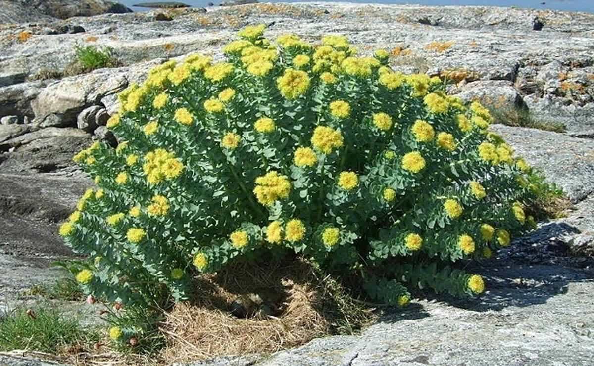 rodiola 1