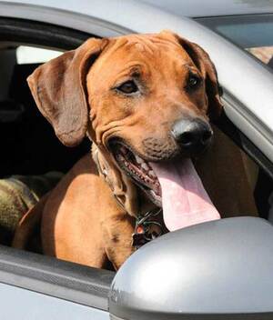 Esta es la multa por traer a tu perro en el auto...