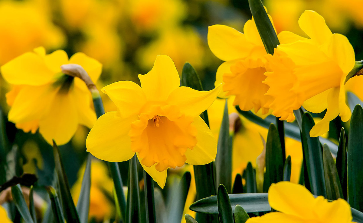 narcisos