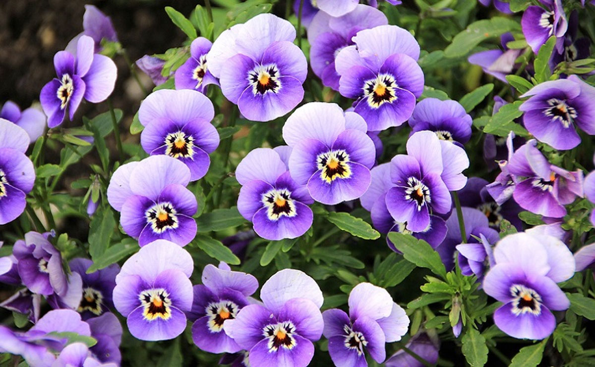 violetas