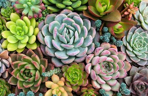 Como cuidar la planta suculenta en esta temporada calurosa/ Foto: Cortesía