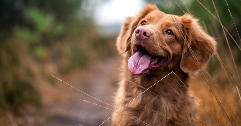 Mejores marcas de croquetas para perro, según la Profeco. (Foto: UnSplash).