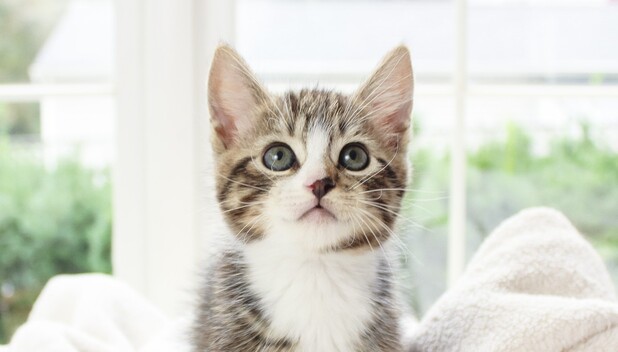 Mejores marcas de croquetas para gato según la Profeco. (Foto: UnSplash).