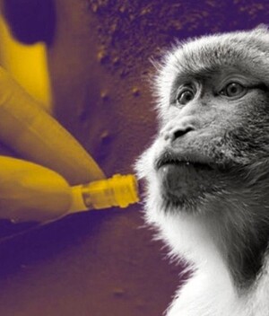 Viruela del-mono: Qué-es, síntomas y cómo-se contagia. (Foto: Instagram).
