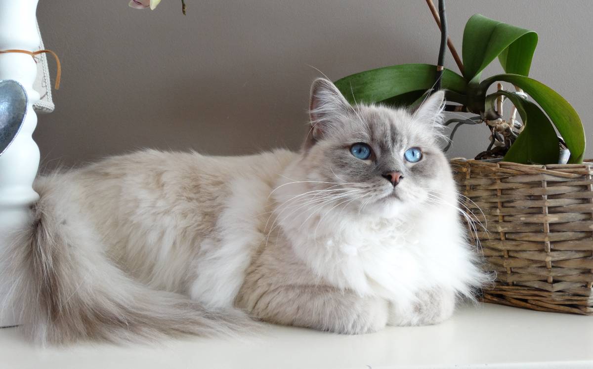 gatos