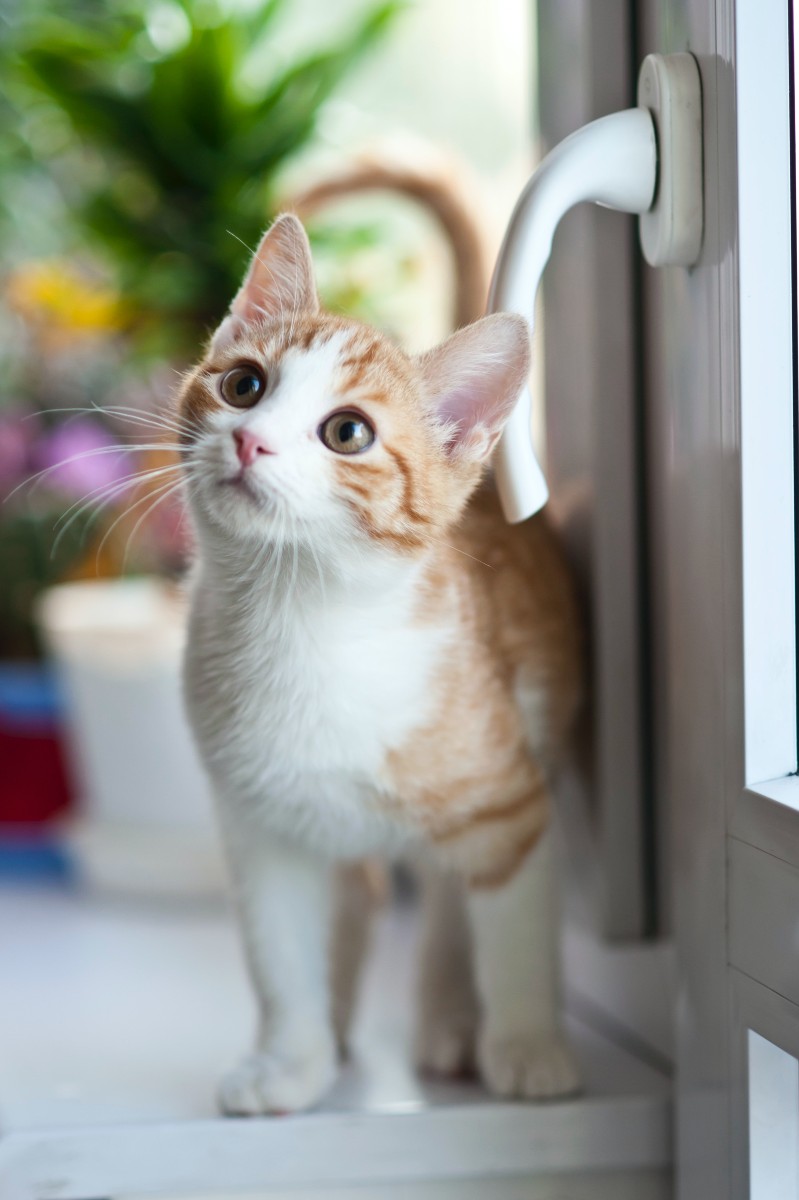 gatos