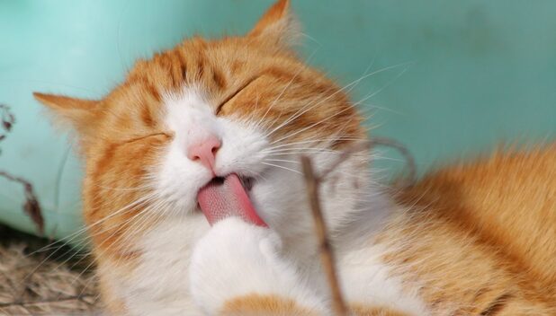 Croquetas para gato de mala calidad según la Profeco. (Foto: Pexels).