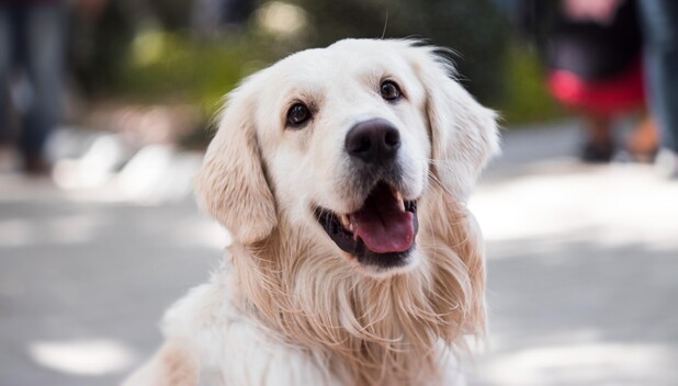 Dónde adoptar perros de raza pequeña en la CDMX. (Foto: Pexels).