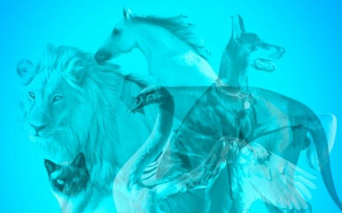 Test visual: El animal que veas revela el tipo de esposa que eres (Foto: Pinterest)