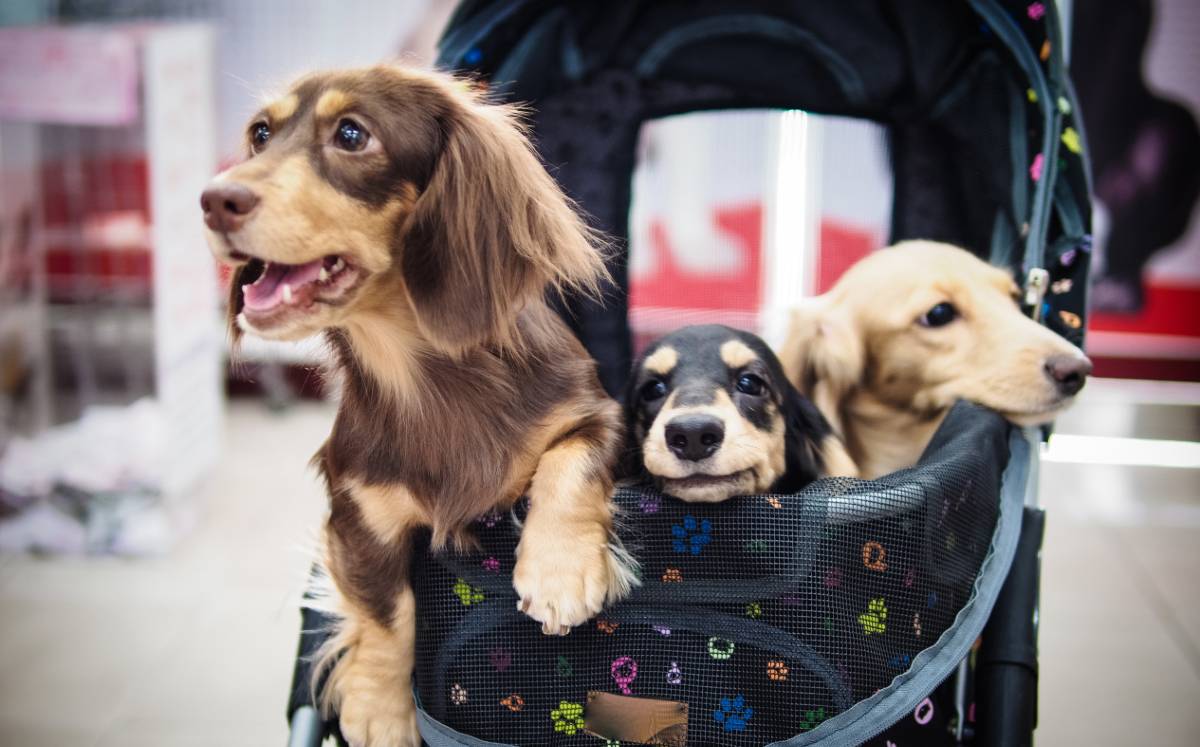 Carriolas para perros: Cuánto cuestan y dónde comprar. (Foto: Getty Images).