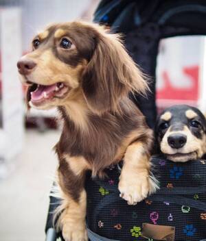 Carriolas para perros: Cuánto cuestan y dónde comprar. (Foto: Getty Images).