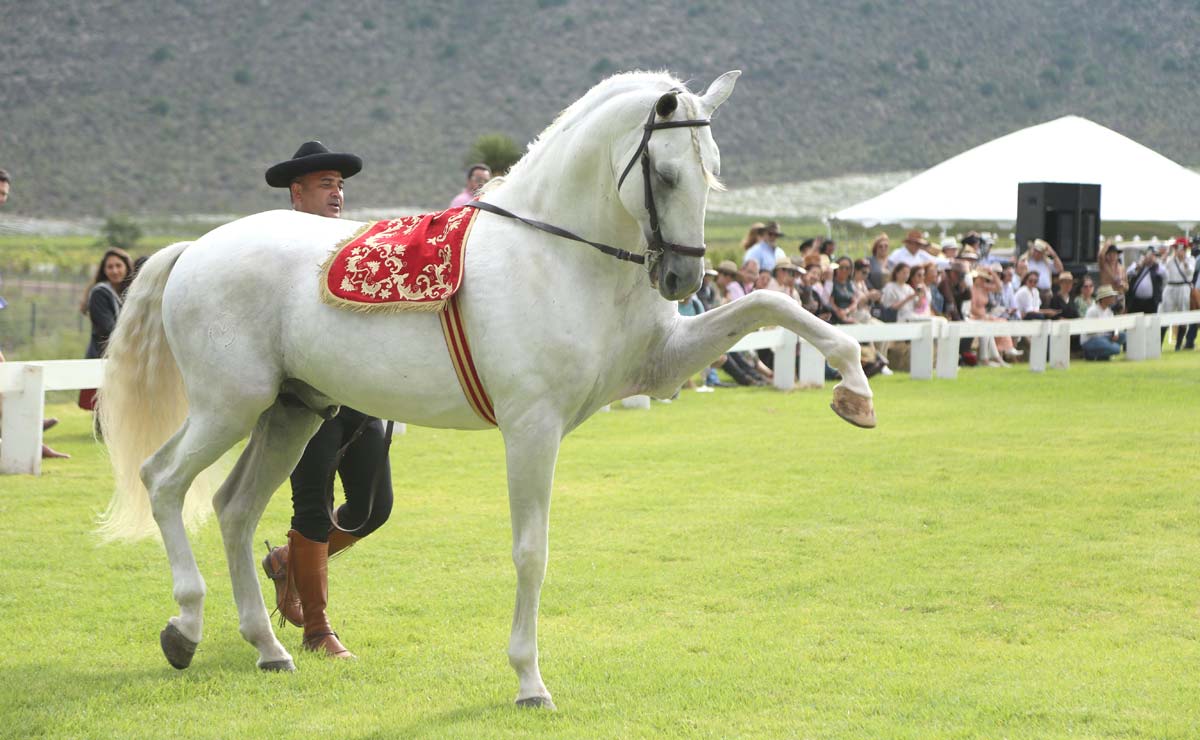 Caballos Pedro Domecq