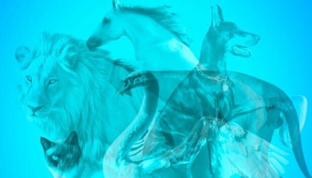 Test visual: El animal que veas revela el tipo de esposa que eres (Foto: Pinterest)