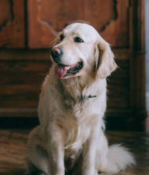 ¿Qué hacer en caso de sismo con las mascotas?