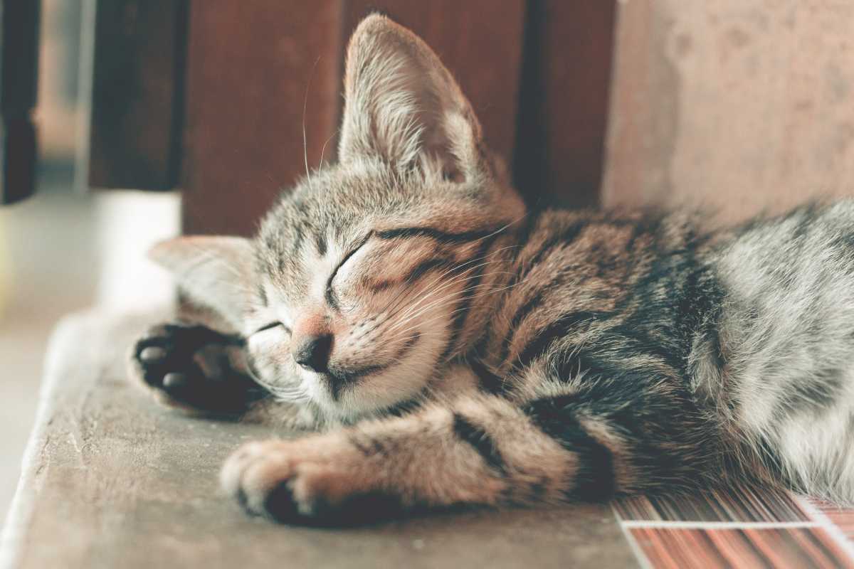 Arena para gato: Los usos que no sabías y que eliminarán olores en tu hogar. (Pexels).