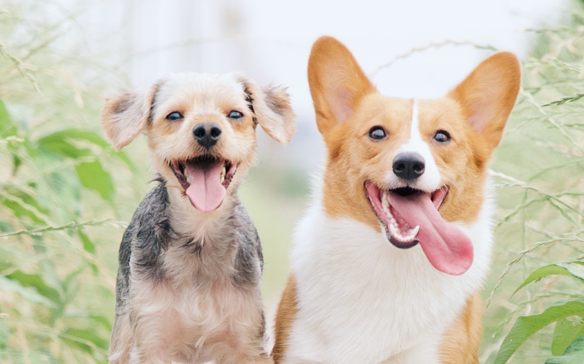 Síntomas de Glaucoma en perros