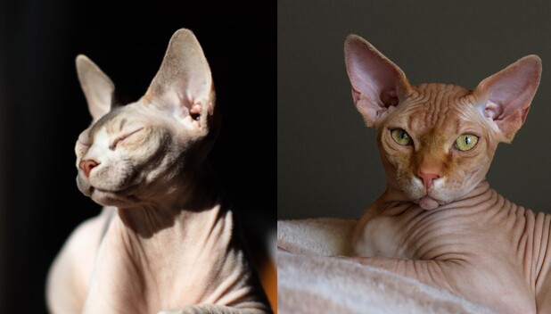 Gatos sin pelo: Alergias