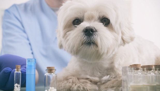 ¿Cómo funciona la homeopatía veterinaria en perros? (Foto: Getty)