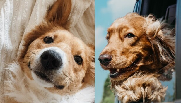 Lugares para viajar con tu mascota en México
