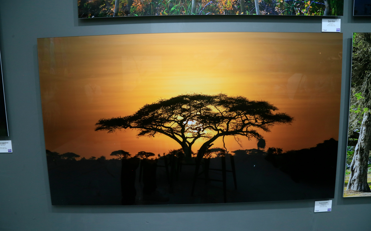 Acacia, obra de Brenda Doria / Foto: Omar Valdez