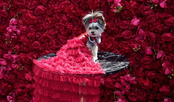 Perrito de rescate recrea el vestido de Salma Hayek en la Met Gala (Foto: Getty)