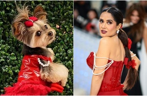 Perrito de rescate recrea el vestido de Salma Hayek en la Met Gala (Foto: Getty)