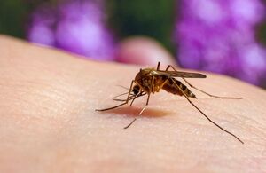 Malaria o paludismo: ¿Cuál es la diferencia? (Foto: Getty)