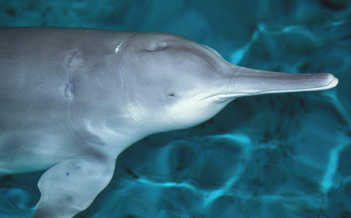 Delfín baiji, animal posiblemente extinto / Foto: Cortesía