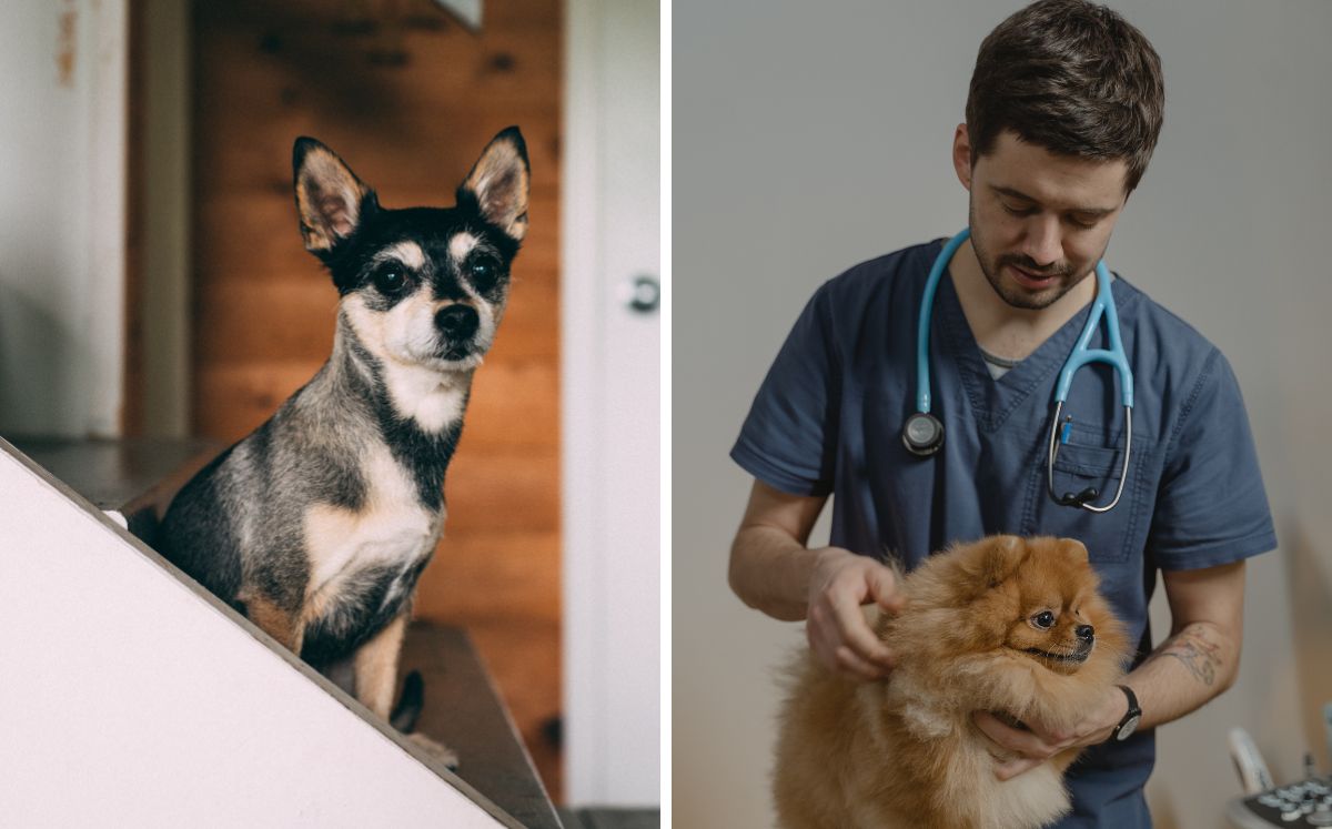 La importancia de las vacunas para prevenir enfermedades en mascotas: pexels