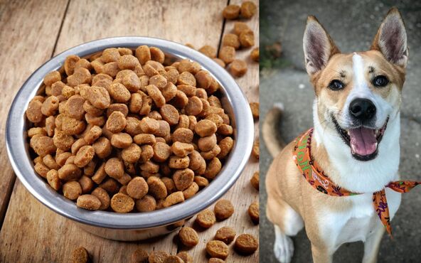 Peores marcas de croquetas para perro según PROFECO | Julio 2023 (Getty Images/ Pexels)