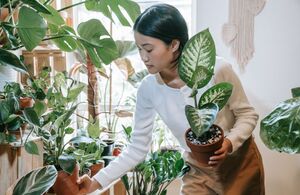 Plantas de buena suerte: atrae la prosperidad con estas especies