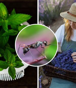 Plantas que mantienen a los insectos a raya: pexels
