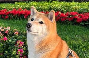 Cheems: ¿De qué murió el perrito de los memes? (Instagram)