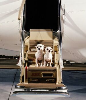 Viajar en avión con perros: requisitos para llevarlos en cabina (Instagram)