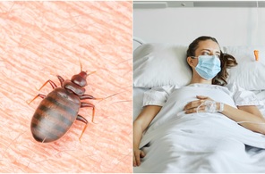 Chinches, picadura: Cuál-es la-enfermedad que-transmiten (Foto: Getty)