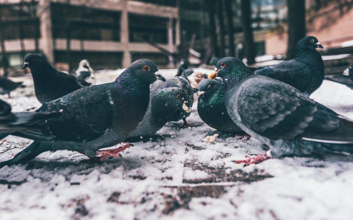 Lista de enfermedades que las palomas pueden transmitir a las personas: pexels
