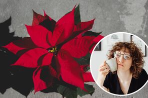 Navidad 2023: Cuál es el significado de la flor de Nochebuena y dónde debes ponerla: pexels/unsplash
