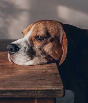 Enfermedad nueva en perros: ¿Cuáles son sus síntomas? (Pexels)