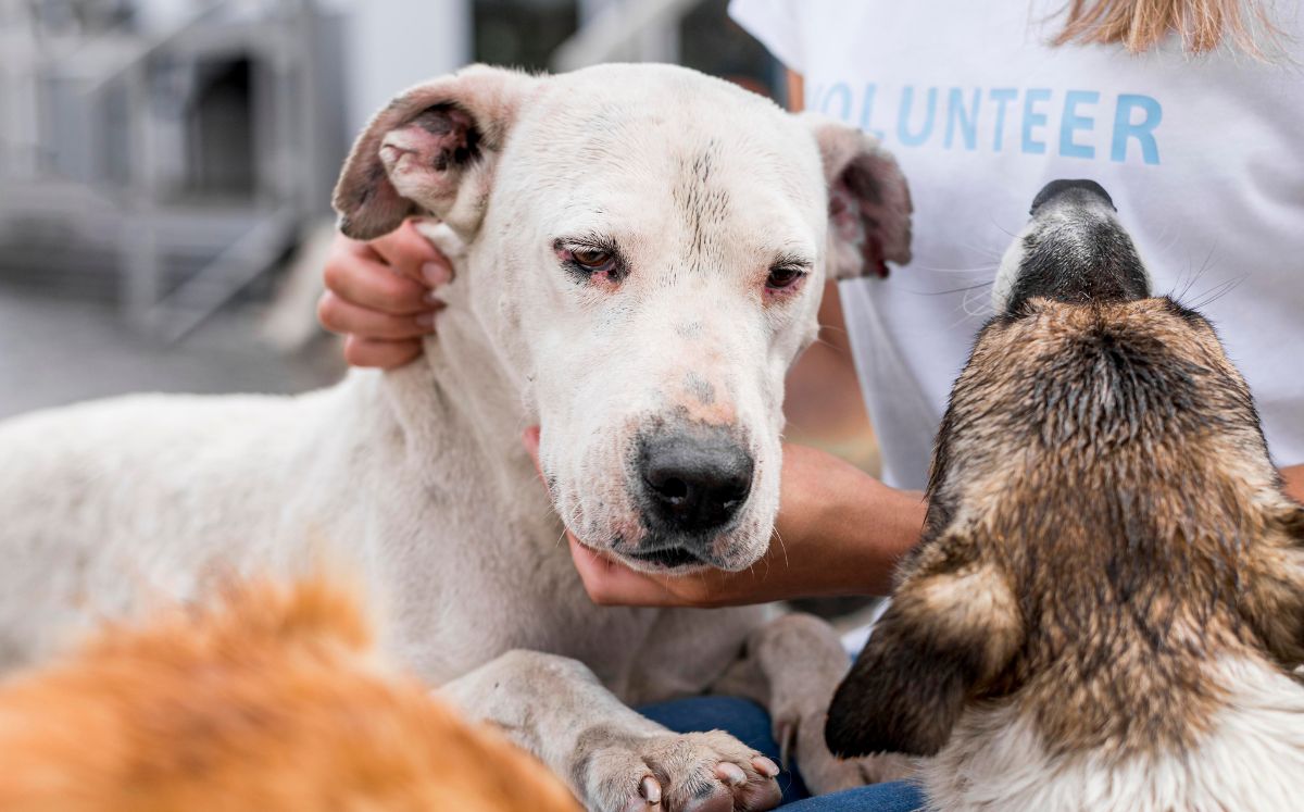 Maltrato animal: ¿Cómo denunciar en la Ciudad de México? (Freepik)
