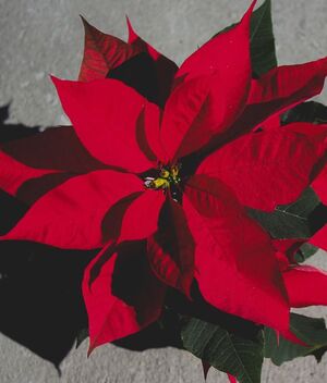 Dónde debes colocar tu Nochebuena para atraer dinero a tu hogar, según el Feng Shui: pexels
