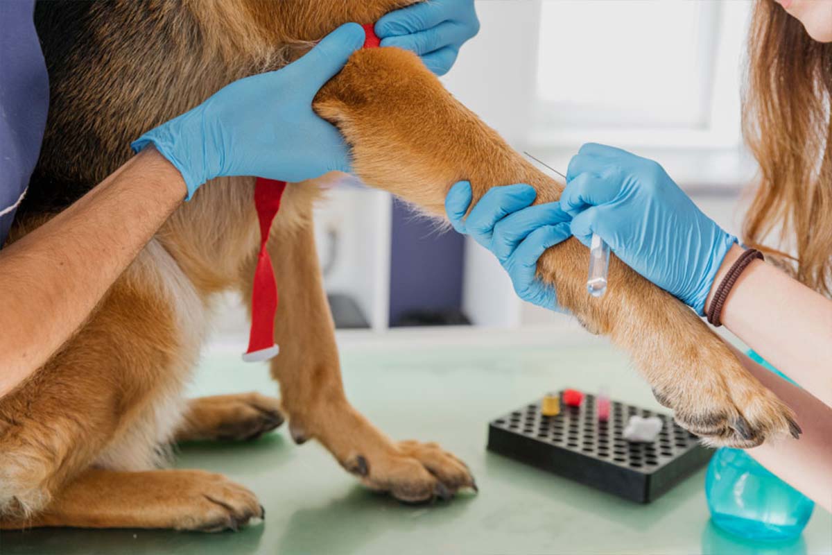 Análisis clínicos o veterinarios de Cute Pet vacunando a un perrito