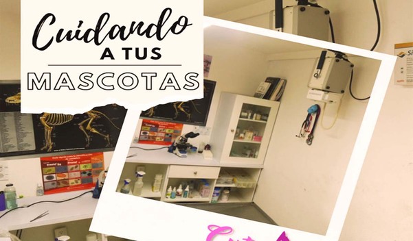 Instalaciones Cute Pet